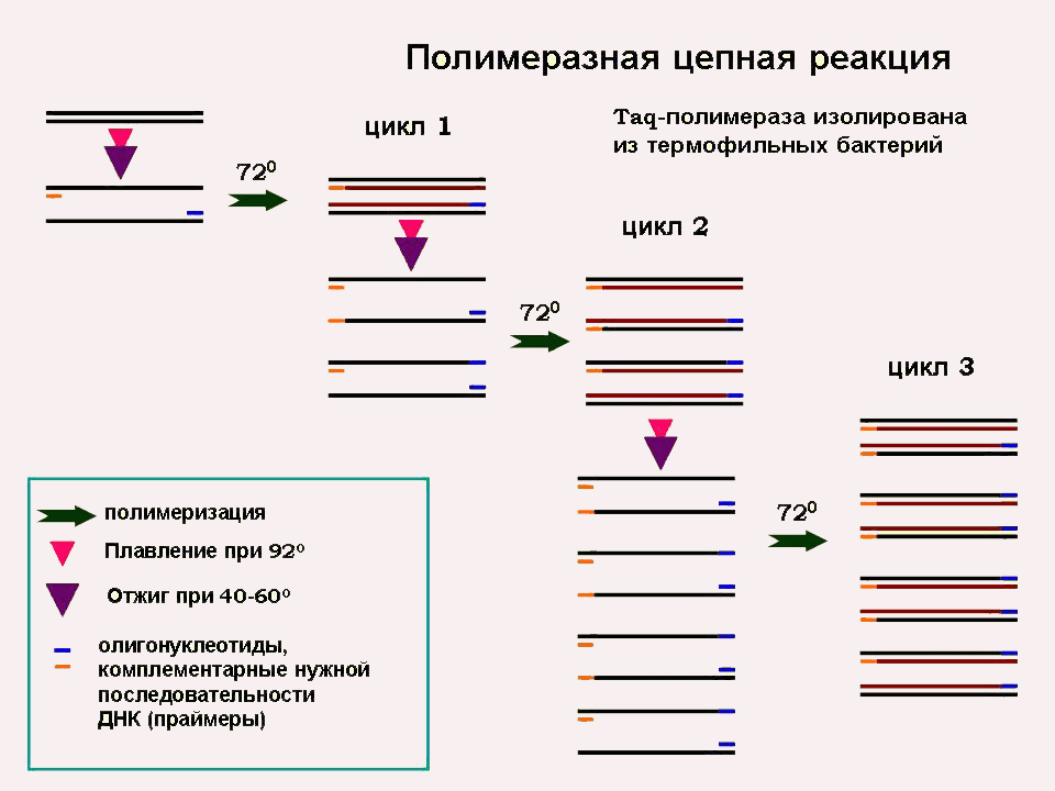 Готовность пцр