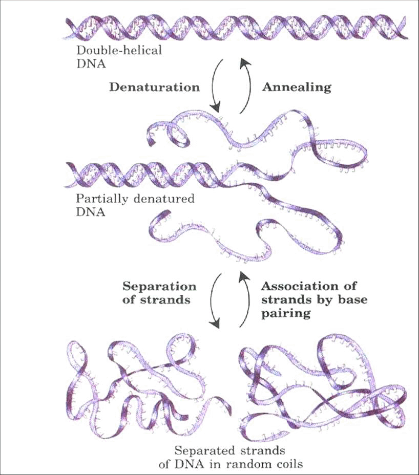 Почему прекратился процесс денатурации днк. Денатурация ДНК схема. Ренатурация ДНК. Денатурация и ренативация ДНК. Денатурация схема.